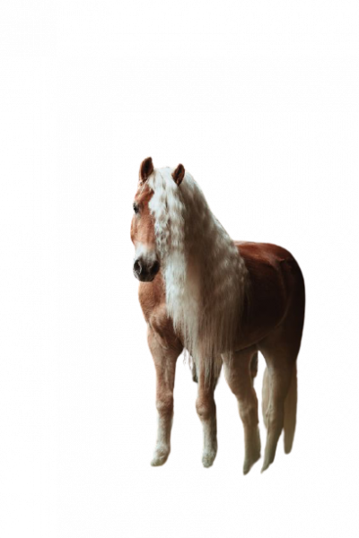 Cheval_belle_criniere._atsphotography-removebg-preview