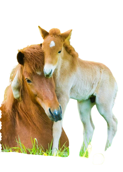 Chevaux_amitie-removebg-preview