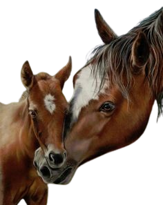 Chevaux_qui_parlent_tou_bas