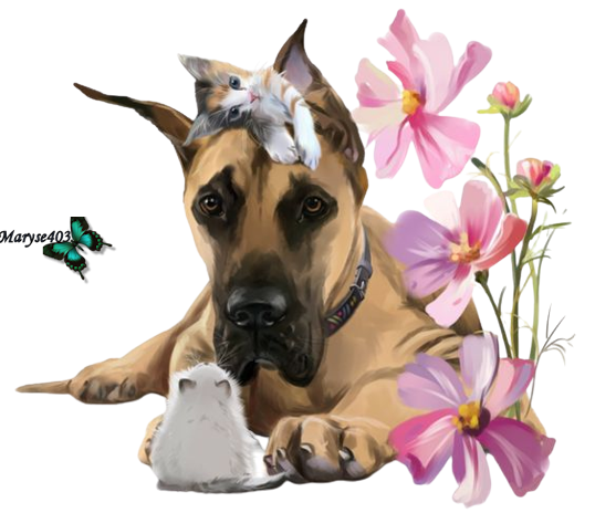 Chien_de_Maryse._TOP-removebg-preview