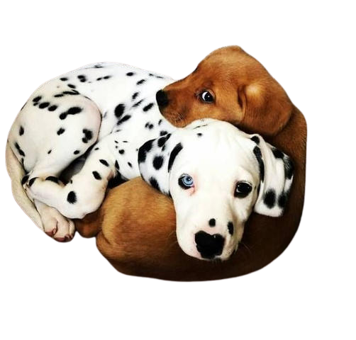 Chiens_calins-removebg-preview