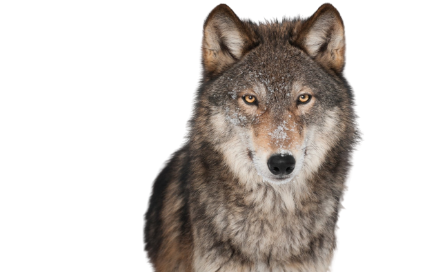 Loup_profil-removebg-preview