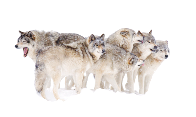 Loups_en_meute-removebg-preview